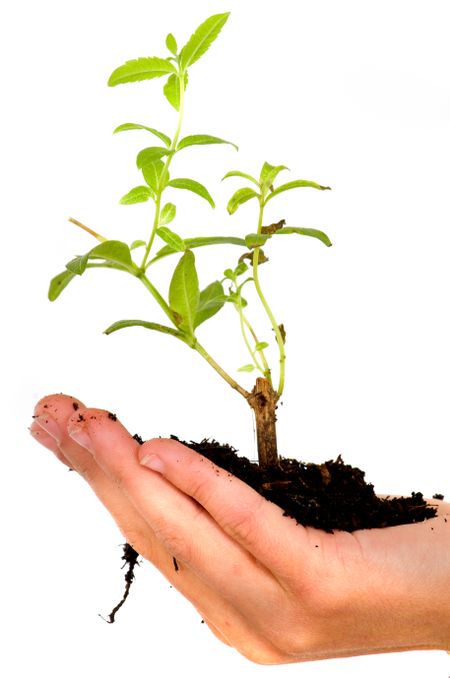 hand holding a little tree isolated - concept is a new life growing
