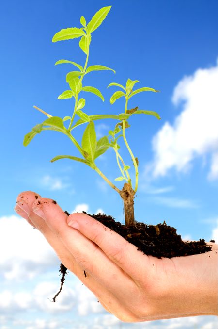 hand holding a little tree over a blue sky - concept is a new life growing