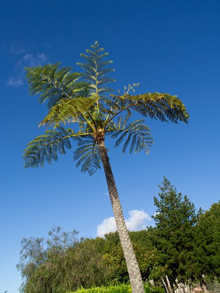 puerto de la cruz