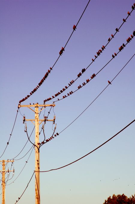 Birds on powerlines