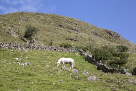 Wild Whiet Horse; Lettermash, Connemara; Galway; Ireland