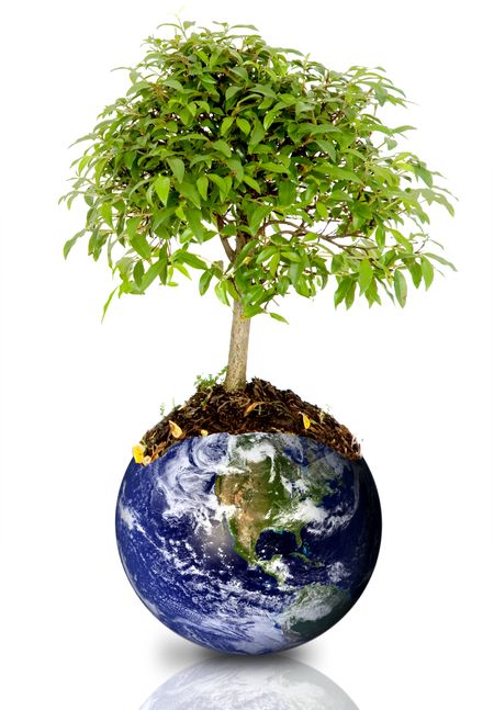 tree growing from the earth over a white background