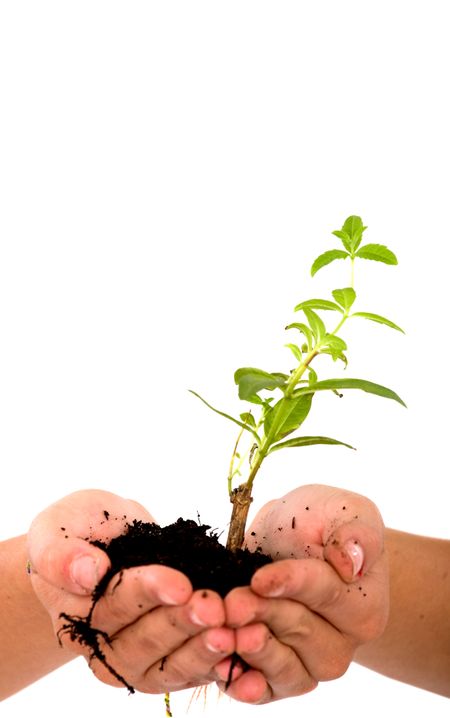 hands holding a newly born plant over a white background
