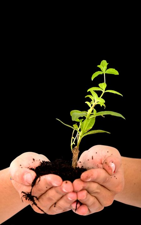 hands holding a newly born plant over a black background