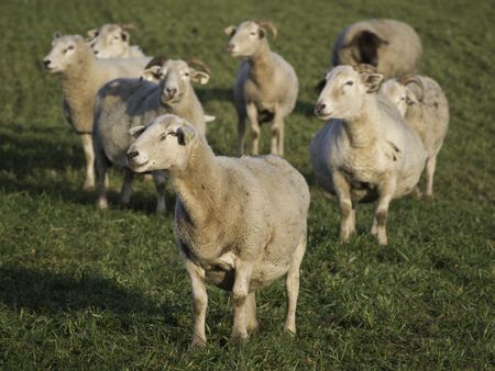 sheep in germany