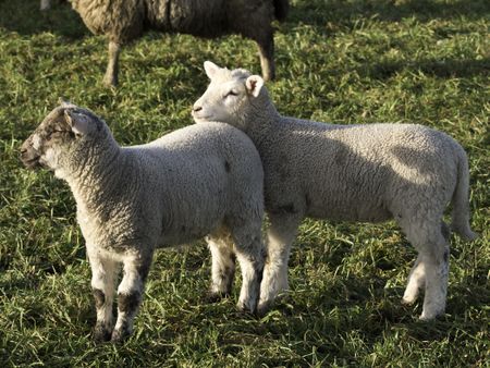 sheep in germany