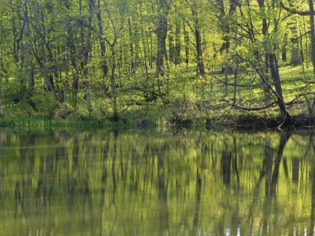 Woods reflected in pond late on spring afternoon