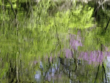Distorted reflections of trees along bank of slow river in springtime -- abstract, background, or seasonal motif