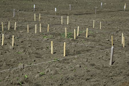 Community garden plots laid out with wooden stakes and twine and string