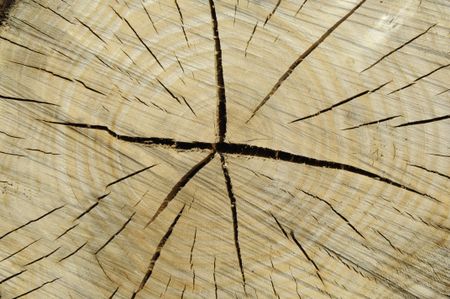 Cross section of stump of recently sawn tree, with cracks and annual rings