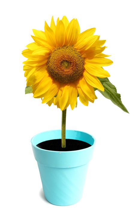 beautiful sunflower on a cyan pot