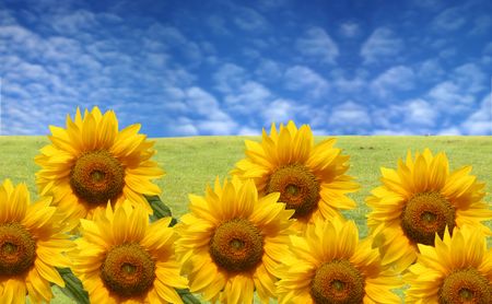 beautiful sunflower field