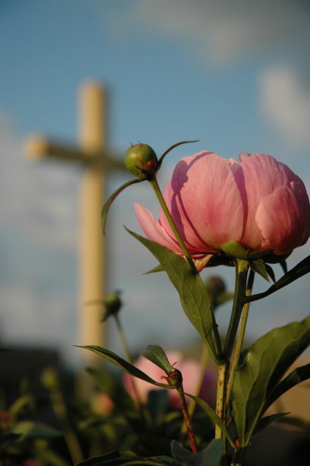 Rosebud with cross in background