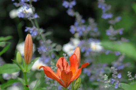 summer in the garden