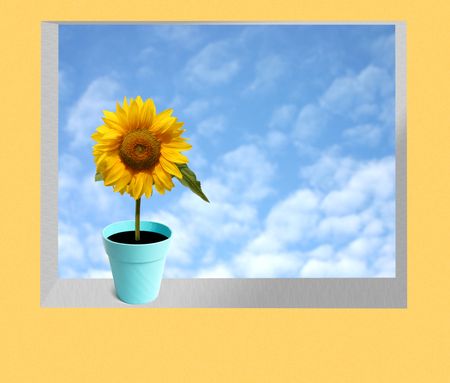 beautiful sun flower on a flower pot with the sky on the background