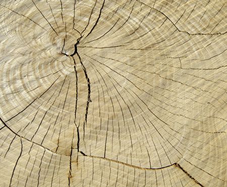 Cross section of stump of recently sawn tree -- for texture or background