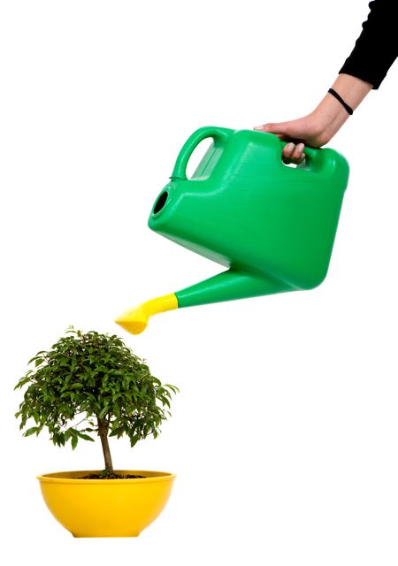 hand watering a tree isolated over white