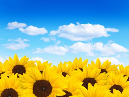 Beautiful field of sunflowers with a blue sky on the background