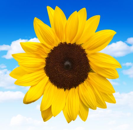 Beautiful sunflower with a blue sky on the background