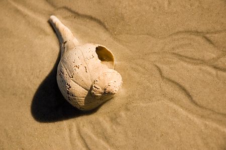 Close-up of a seashell on sand