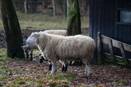 sheeps in germany