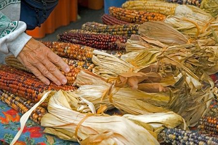 Hand of elderly woman on corn