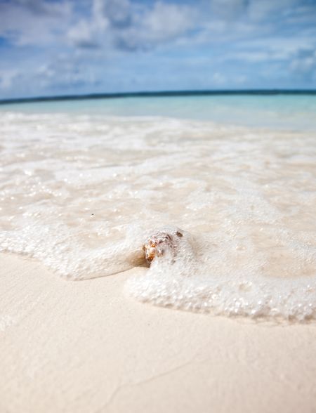 Shell on the sand covered by the ocean waves