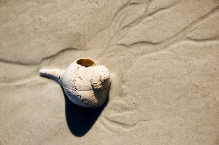 Seashell on sand with erosion