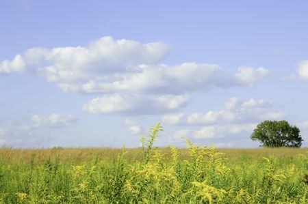 Illinois prairie late in August (focus on goldenrod in foreground)