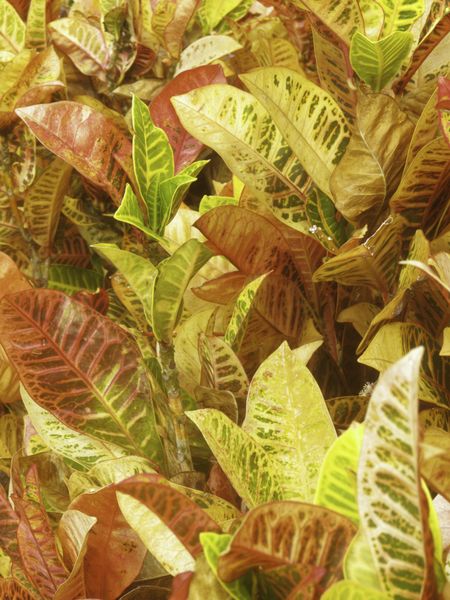 Vibrant tropical colors of Croton petra (botanical name: Codiaeum variegatum 'Petra'), often grown as a house plant and in conservatories, shown here as an outdoor shrub in Honolulu