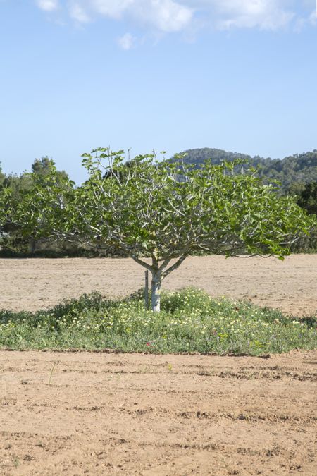 Fig Tree in Ibiza, Spain