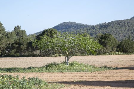 Fig Tree in Ibiza, Spain