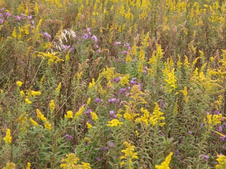 Goldenrod, asters, and other prairie wildflowers in northern Illinois, late September