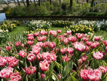 flowers in the netherlands