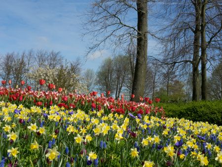 flowers in the netherlands