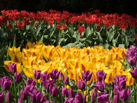 flowers in a dutch park