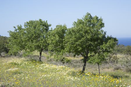 Tree in Meadow near Hort Cove, Ibiza, Spain