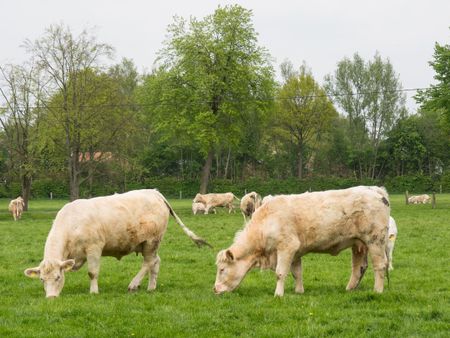 cows in germany