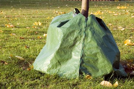 Tree trunk covered for winter in northern climate