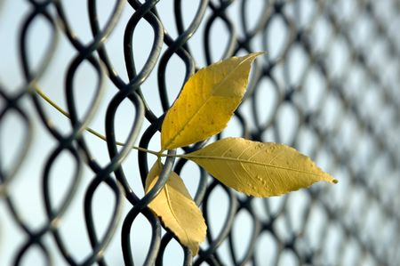 Leaves caught in chain-link fence