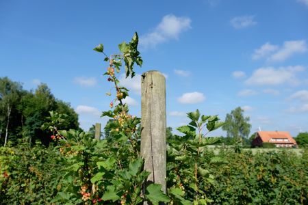 summer-germany-662374165 summer in germany