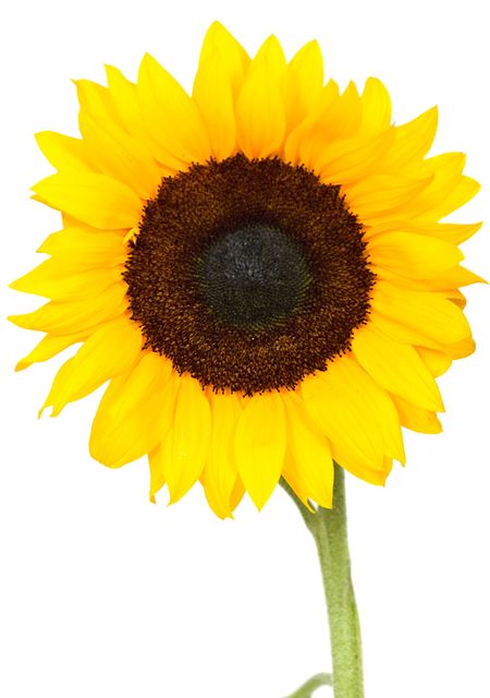 sunflower isolated in studio over a white background