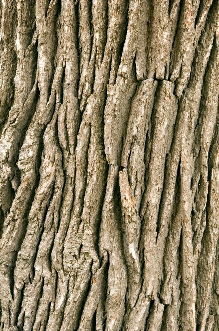 Bark on oak tree