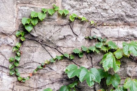 Strands of ivy on a wall