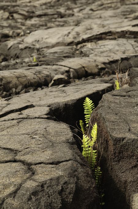 Overcoming adversity: Life emerges in field of pahoehoe lava, Hawaii Volcanoes National Park
