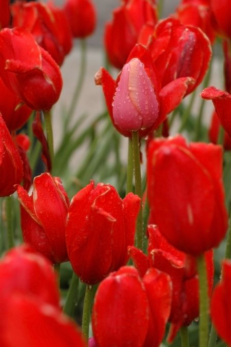 Pink tulip with raindrops among red tulips