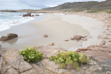 Plant and Rock on Forcados Point Beach; Costa de la Muerte; Galicia; Spain