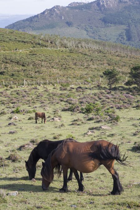 Horses at Vixia Herbeira Cliffs; Ortigueira; Spain