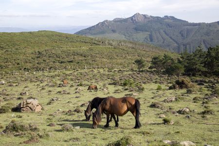 Horses at Vixia Herbeira Cliffs; Ortigueira; Spain