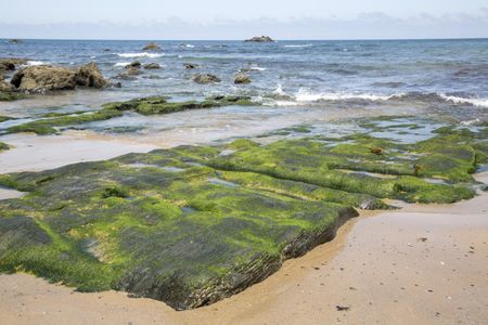Seaweed at Picon Beach; Loiba; Spain